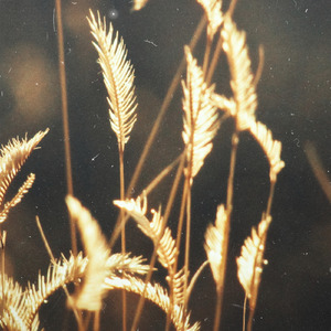 搜索特黄小视频
